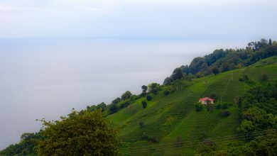 Rize