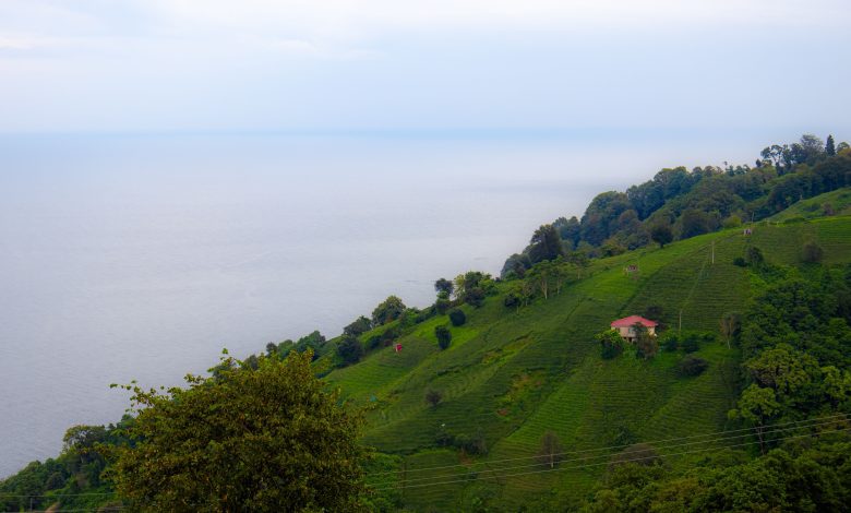 Rize