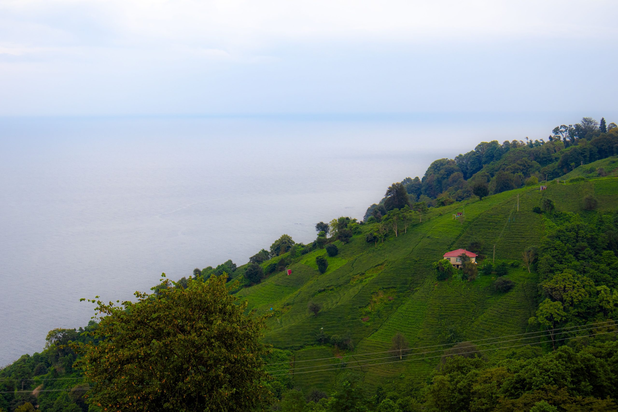 Rize